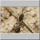 Nomada leucophthalma - Wespenbiene m01a.jpg
